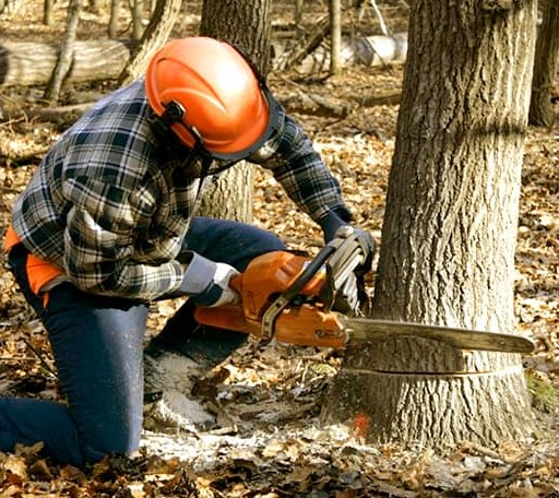 Tree Removal in York Harbor, ME